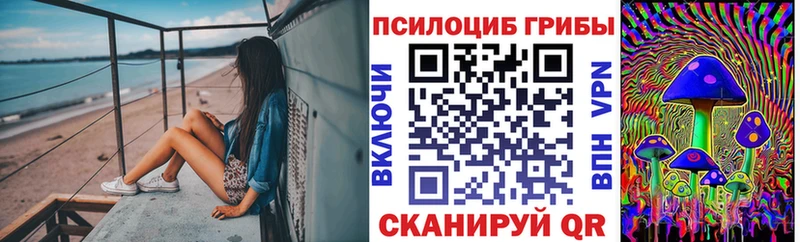 где найти   Ленинск-Кузнецкий  Псилоцибиновые грибы Cubensis 